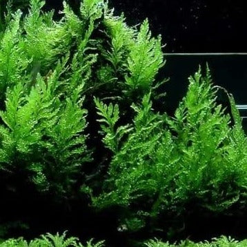 Bolbitis heudelotii