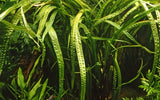 Cryptocoryne crispatula "balansae"