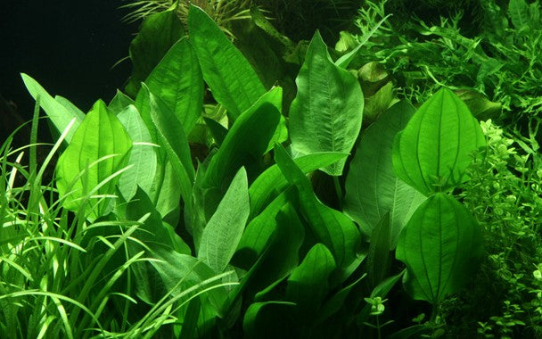 Echinodorus palifolius ou argentinensis