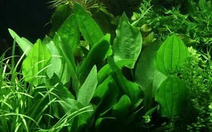 Echinodorus palifolius ou argentinensis