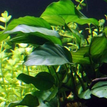 Anubias barteri