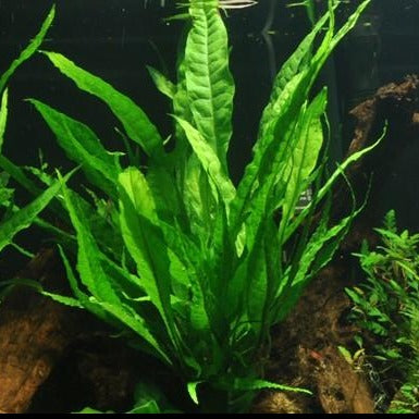 Microsorum pteropus