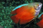 Gourami nain rouge