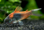 Corydoras orange venezuela