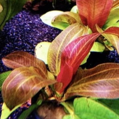 Echinodorus 'Reni'