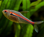 Tetra amapa