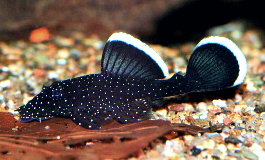 ANCISTRUS L181 – Elysium Aquarium
