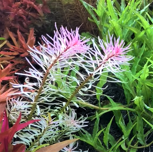 Ludwigia Sp White