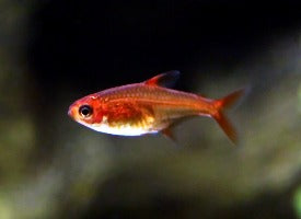 Tetra Amande