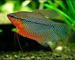 Gourami Perlé