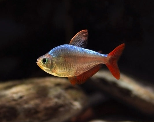 Tetra de colombie