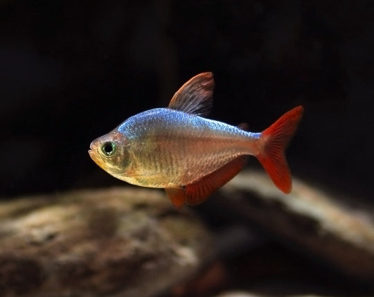 Tetra de colombie