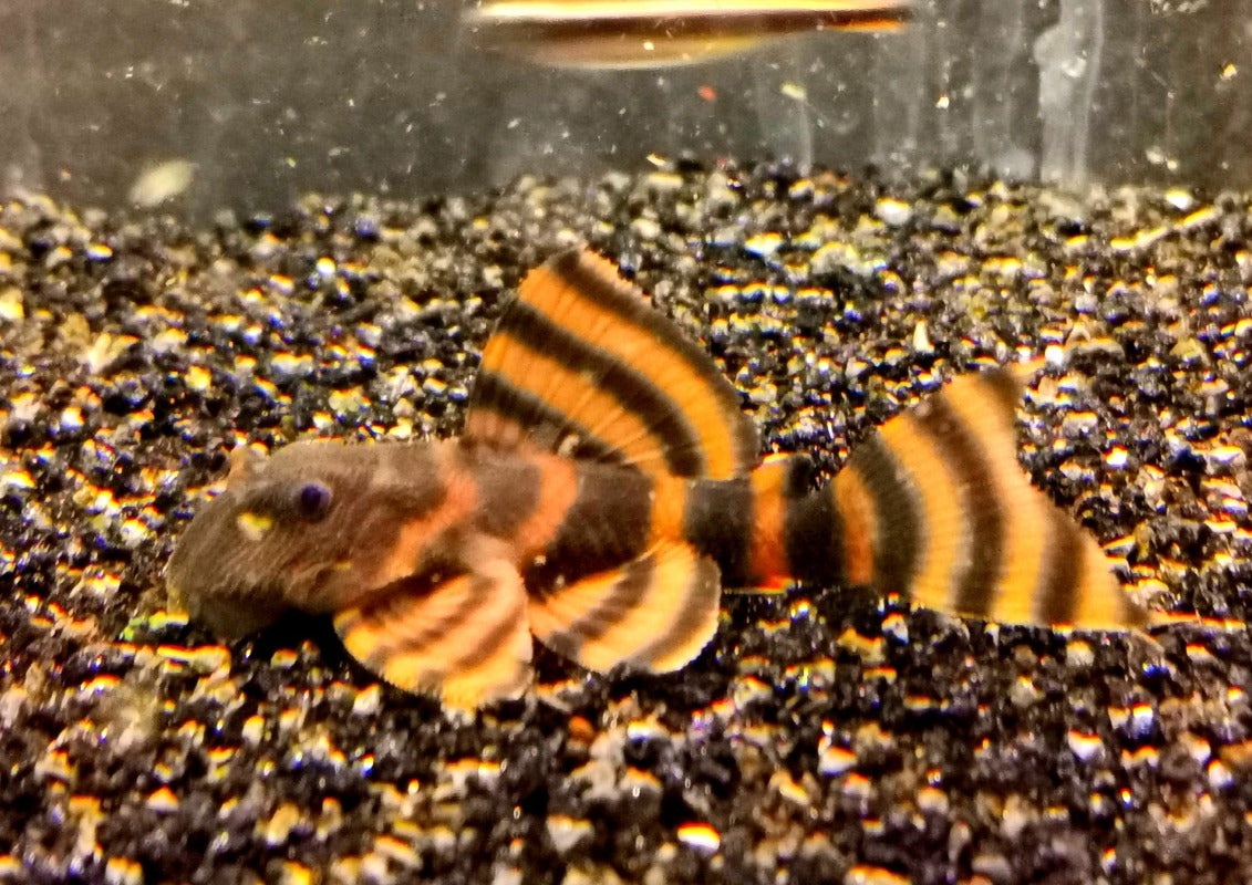Panaqolus L397