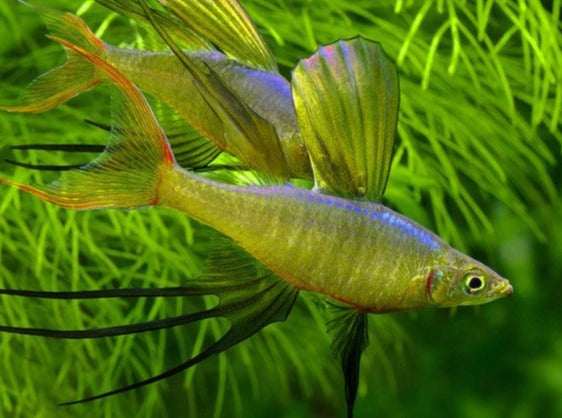 iriatherina werneri