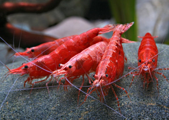 NEOCARIDINA RED FIRE