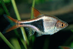 Rasboras Arlequin