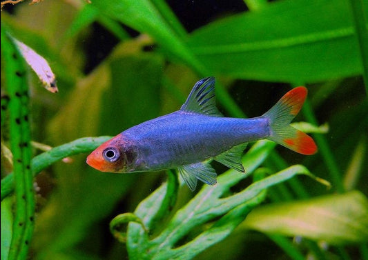 Sawbwa Resplendens