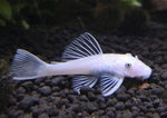 ANCISTRUS SNOW WHITE