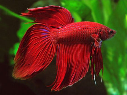 Betta veiltail