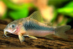 Corydoras Aneus