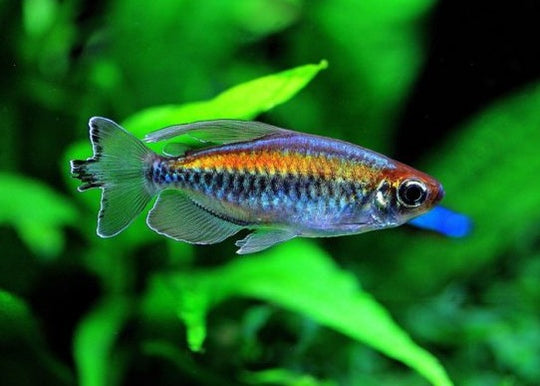 Tetra du congo