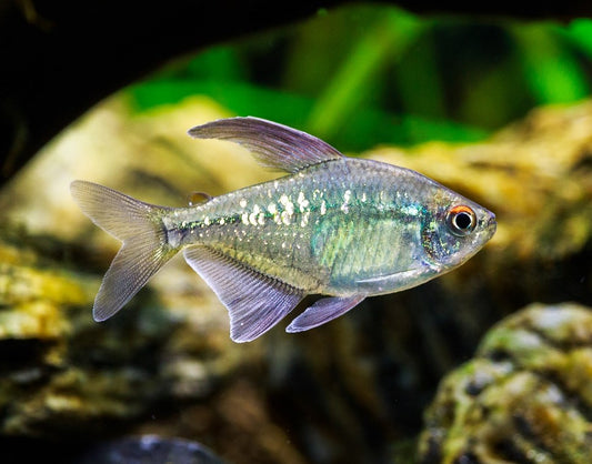 Tetra diamant