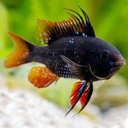 Ramirezi Black