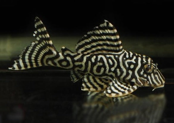 HYPANCISTRUS L333 7-8CM