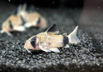 Corydoras panda