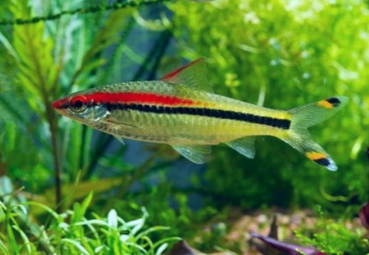 Puntius Denisonii