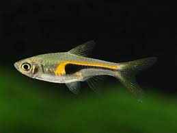 Rasboras Hengeli