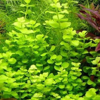 lysimachia nummularia aurea