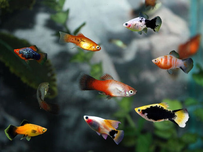 Platy